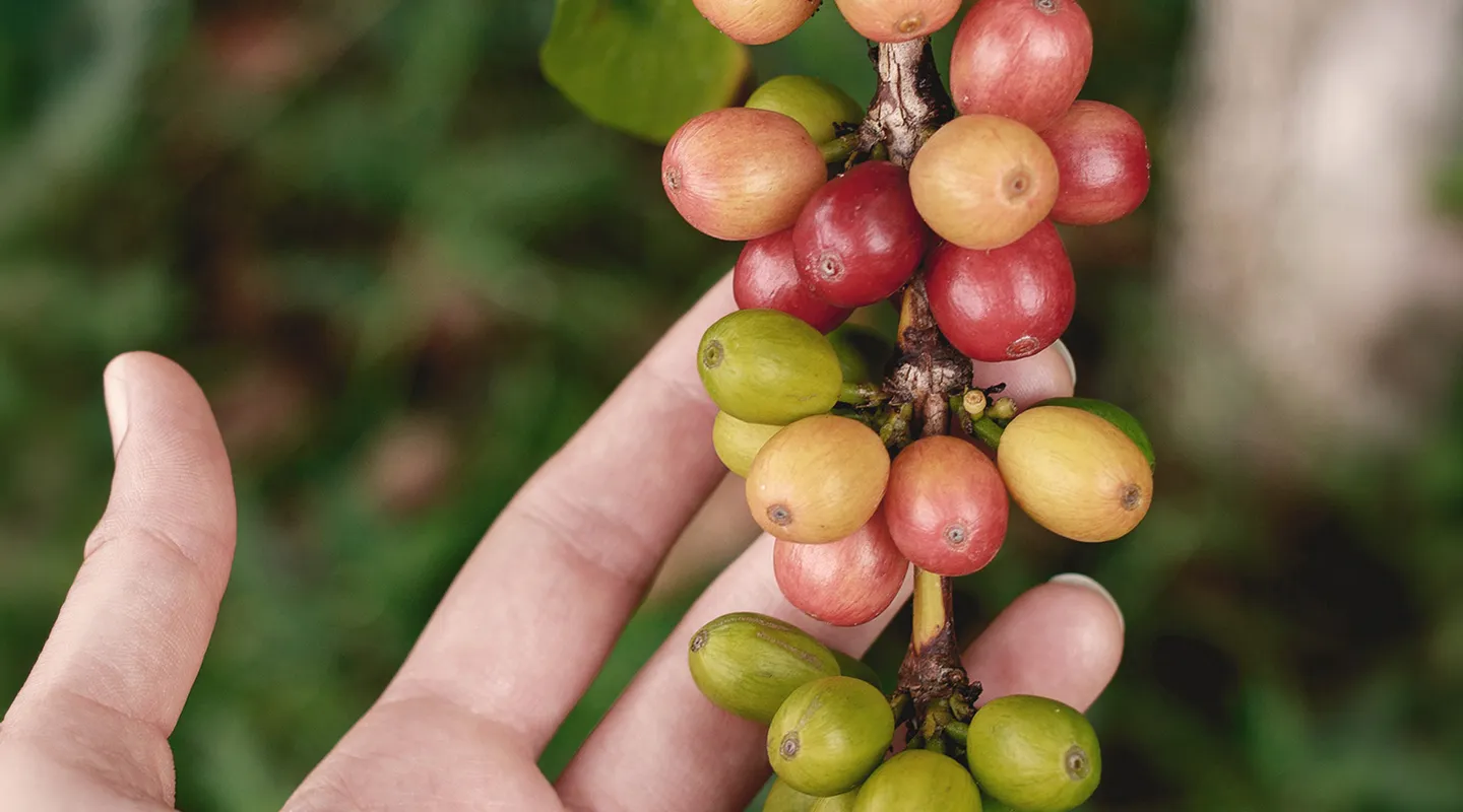 Hand holding coffee cherry branch with green, yellow and red fruits at various stages of ripeness