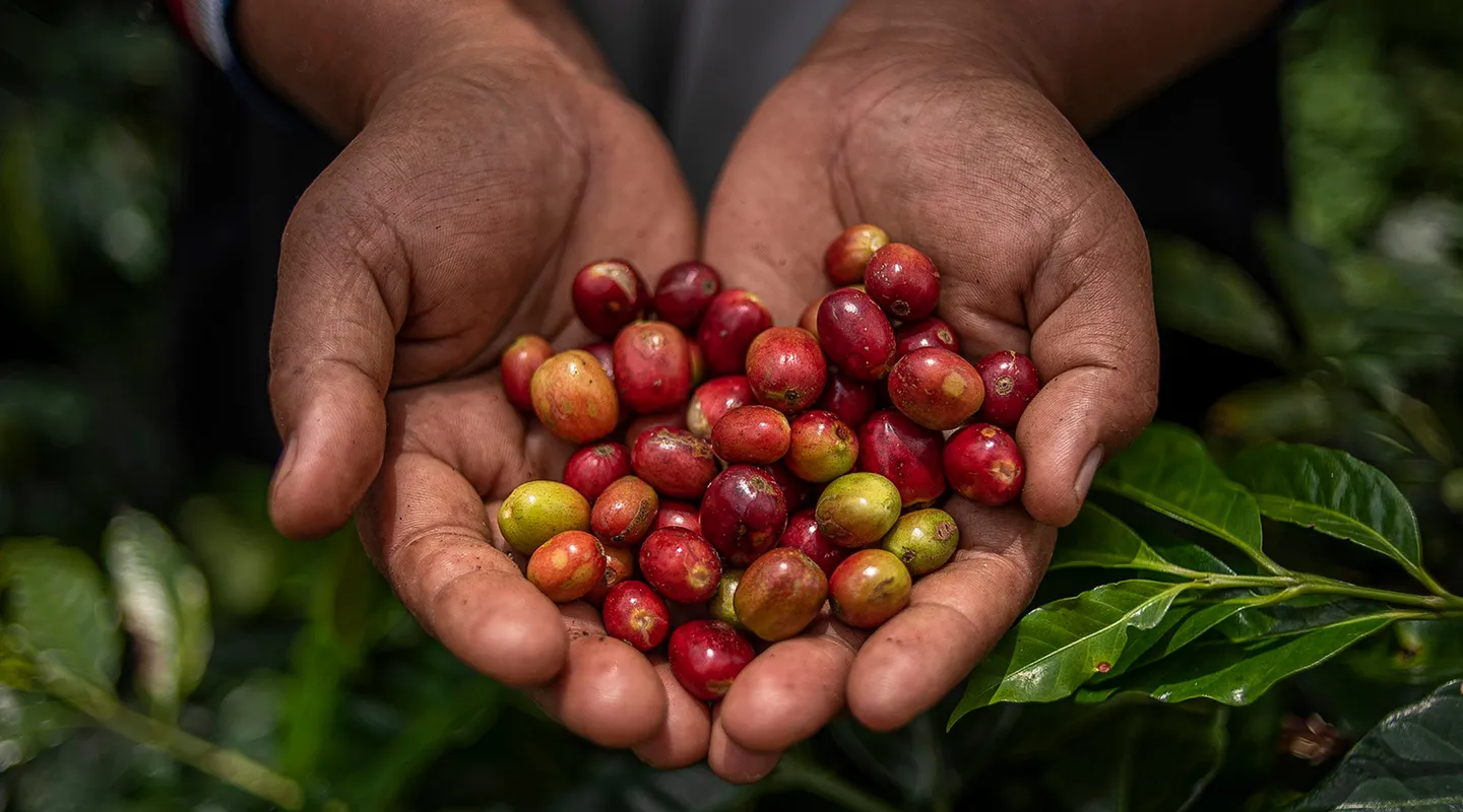 Coffee farmer hands holding freshly harvested red and green coffee cherries