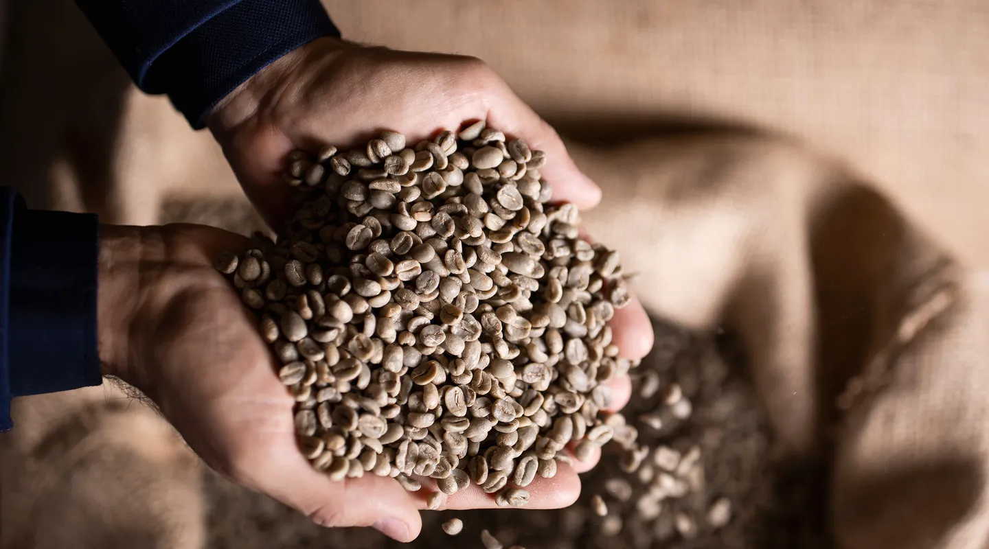 Hands scooping a large quantity of green unroasted raw coffee beans from a burlap sack