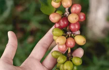 Hand holding coffee cherry branch with green, yellow and red fruits at various stages of ripeness