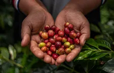 Coffee farmer hands holding freshly harvested red and green coffee cherries