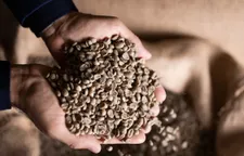 Hands scooping a large quantity of green unroasted raw coffee beans from a burlap sack