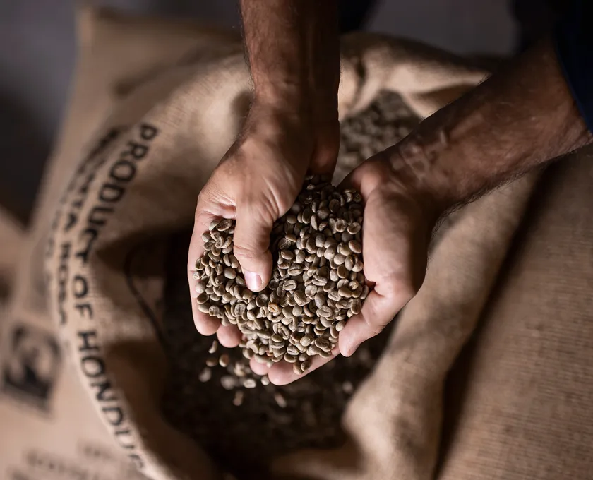 Hände halten grüne Rohkaffeebohnen aus einem Jutesack mit Herkunftsbezeichnung Honduras