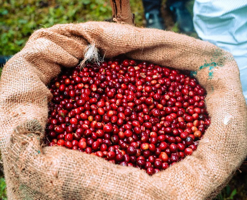 Geöffneter Jutesack gefüllt mit frisch geernteten leuchtend roten Kaffeekirschen