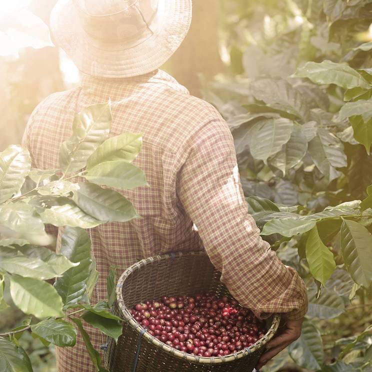 harvesting of green coffee